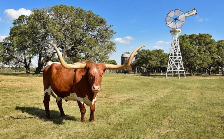 Front view of Texas longhorn