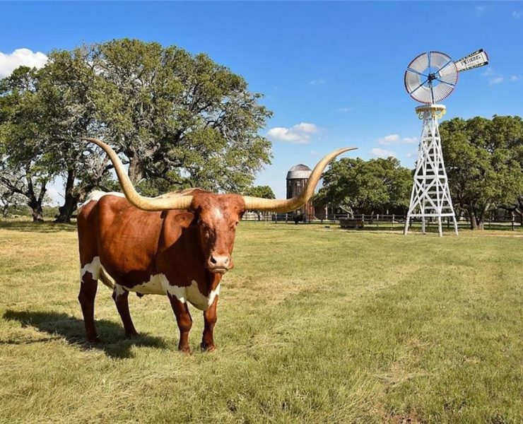 Front view of Texas longhorn