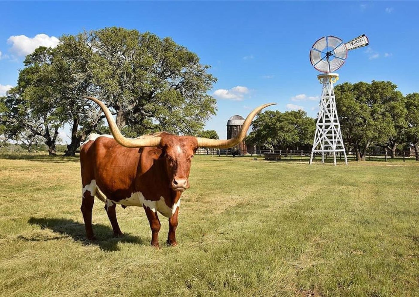 Front view of Texas longhorn