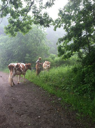 Woman herding cows.