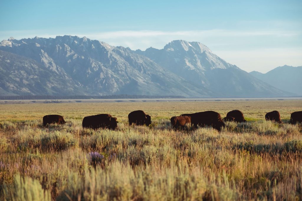 Bison in an American National Park