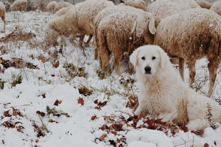 Dog and sheep in snow