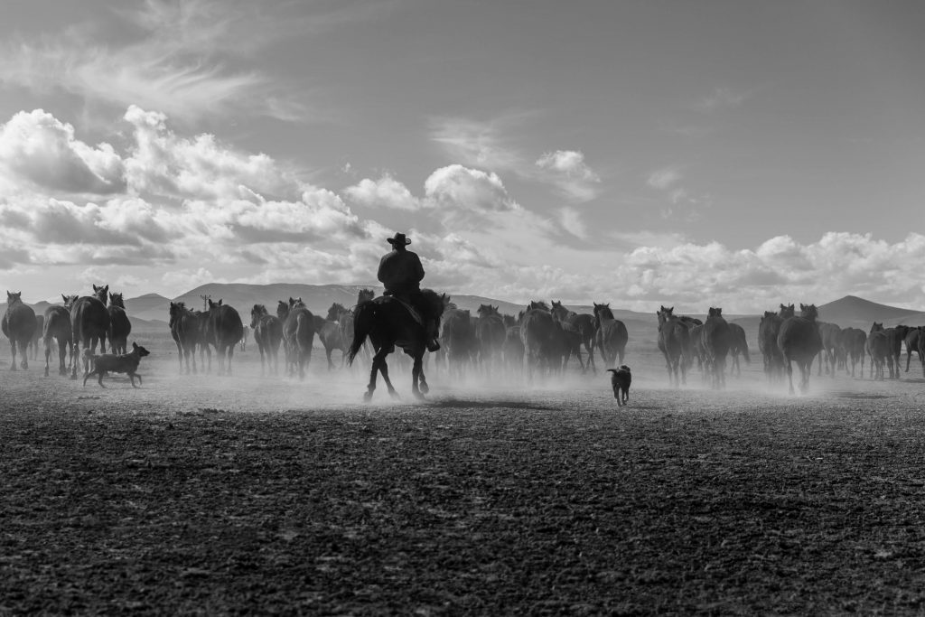 greyscale image of cowboy and horses
