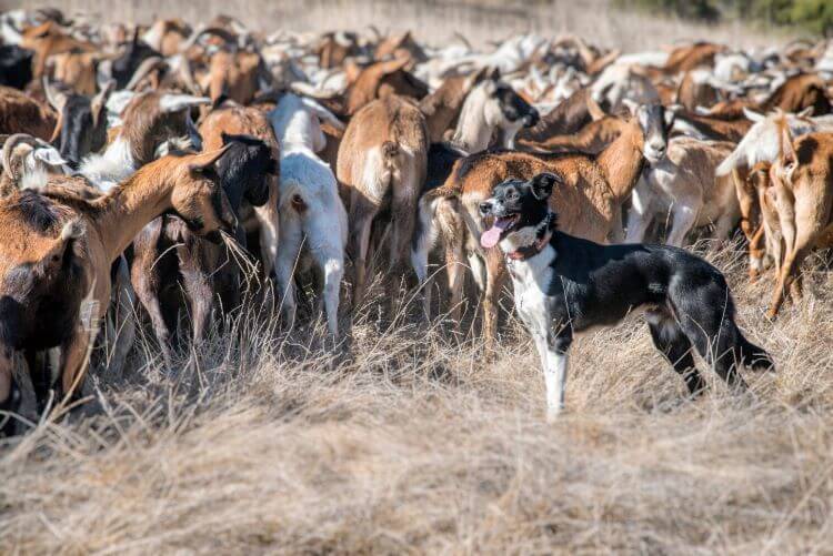 Dog herding large group of goats