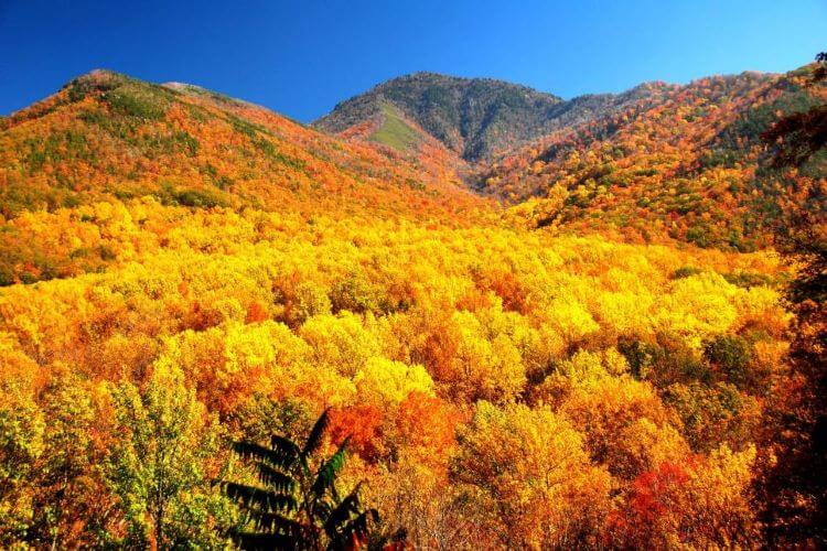 Bright yellow trees