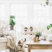 living room white with dogs