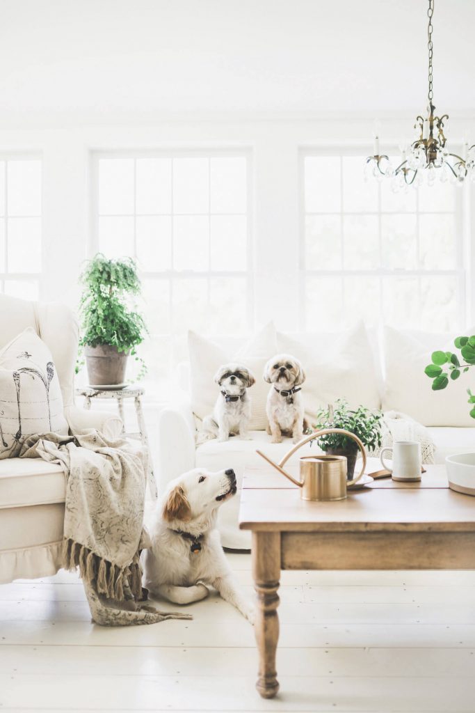 living room white with dogs