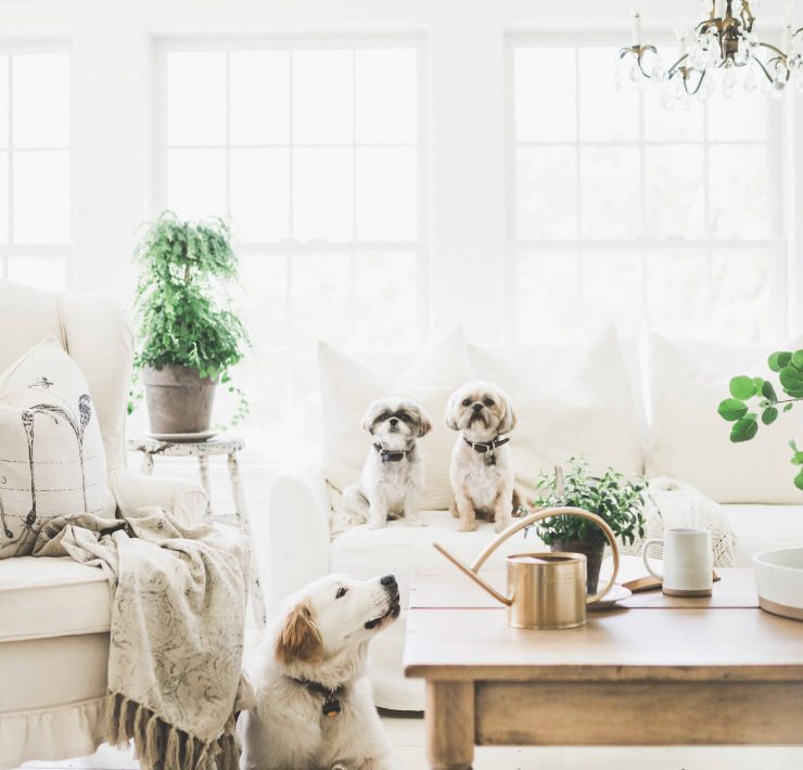 living room white with dogs