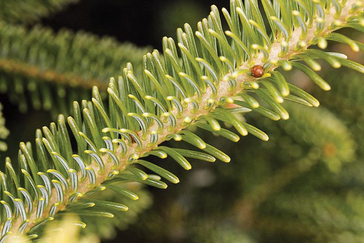 Fraser Fir