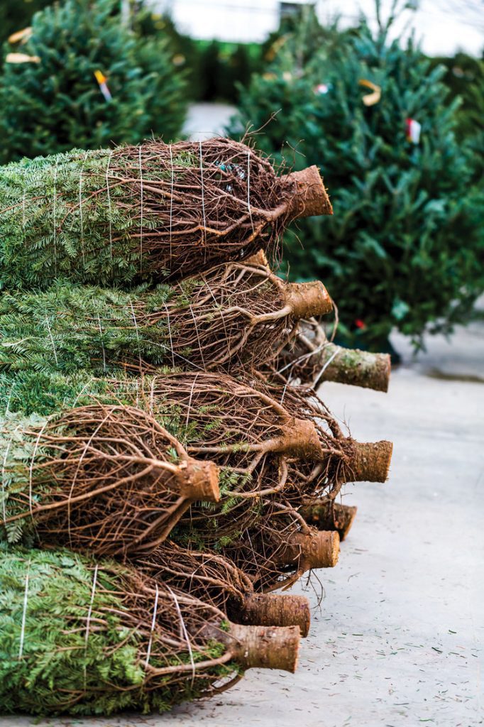 Stack of fresh Christmas trees