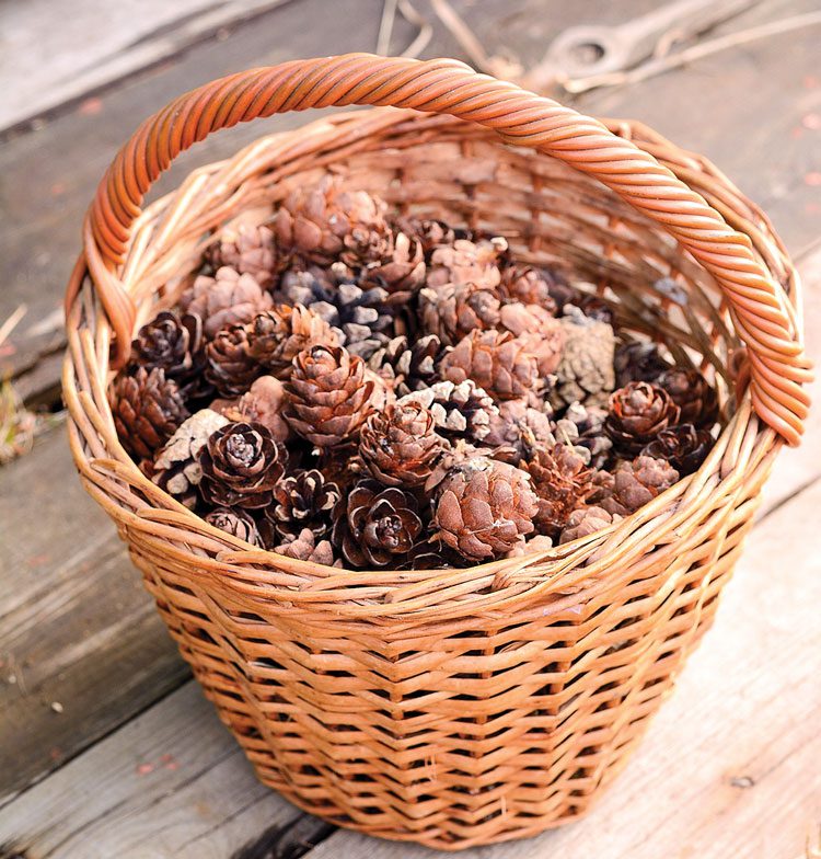 basket of pinecones