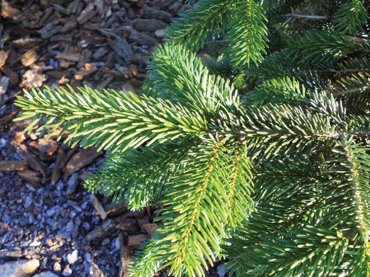 The Best Christmas Tree To Get American Farmhouse Lifestyle