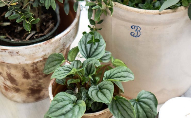 Indoor plants in vessels on a table