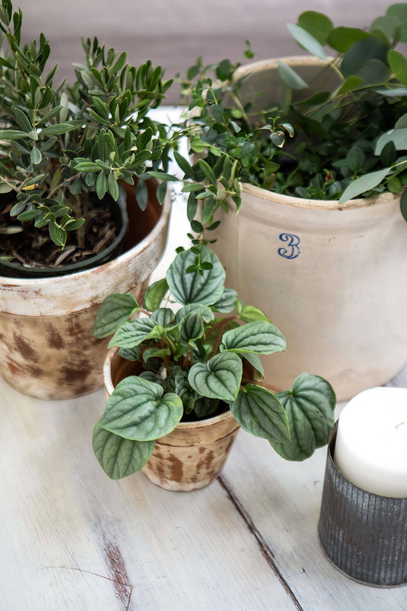 Indoor plants in vessels on a table