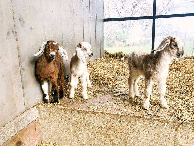 Winterize goat pens for these three baby goats