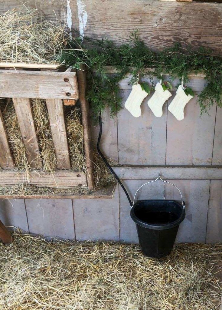 baby goat stockings are sweet ways to winterize the goat pen