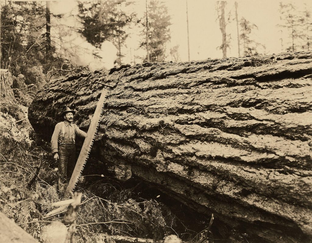 On the left, a woodcutter stands with his saw next to a massive felled tree, which up most of the image.