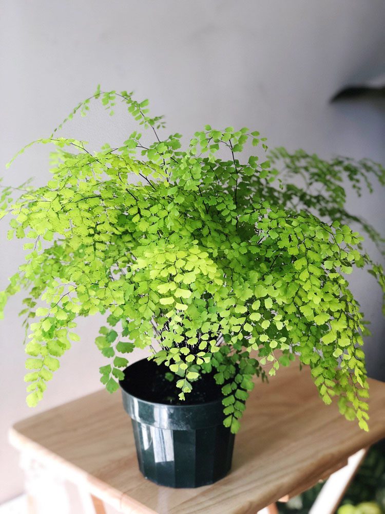 Maiden hair fern with little rounded leaves on the fern branches.