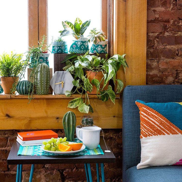 House plants on a windowsill with bright decor.
