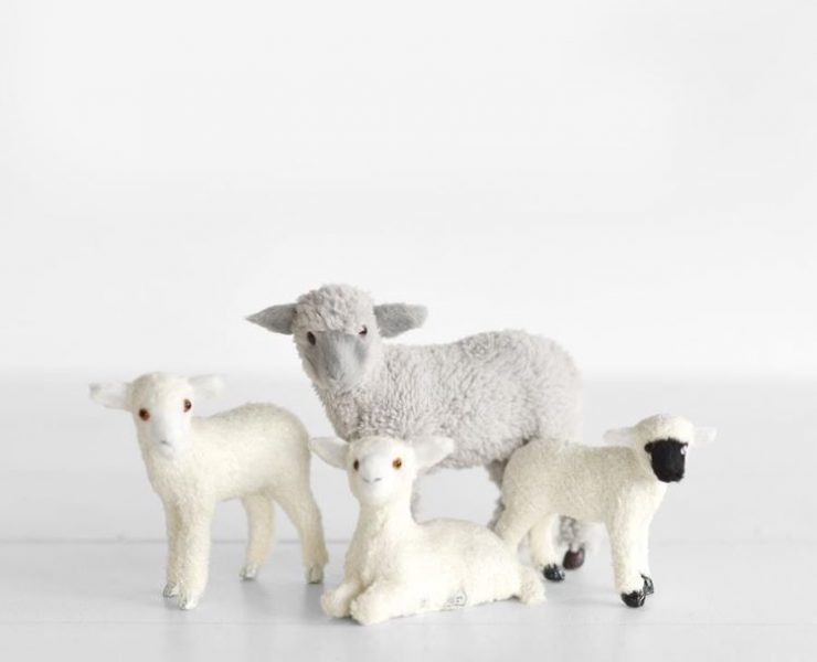 Four lambs in various standing or sitting positions