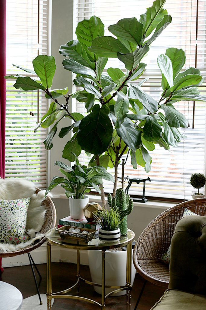 House plants between two living room chairs.