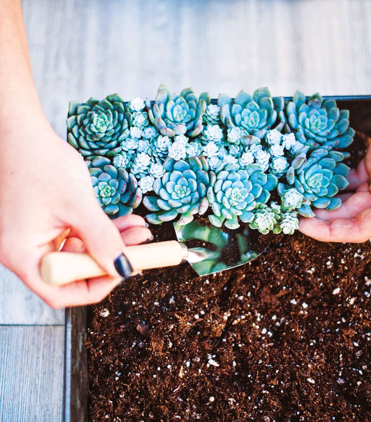 Woman planting succulents in box