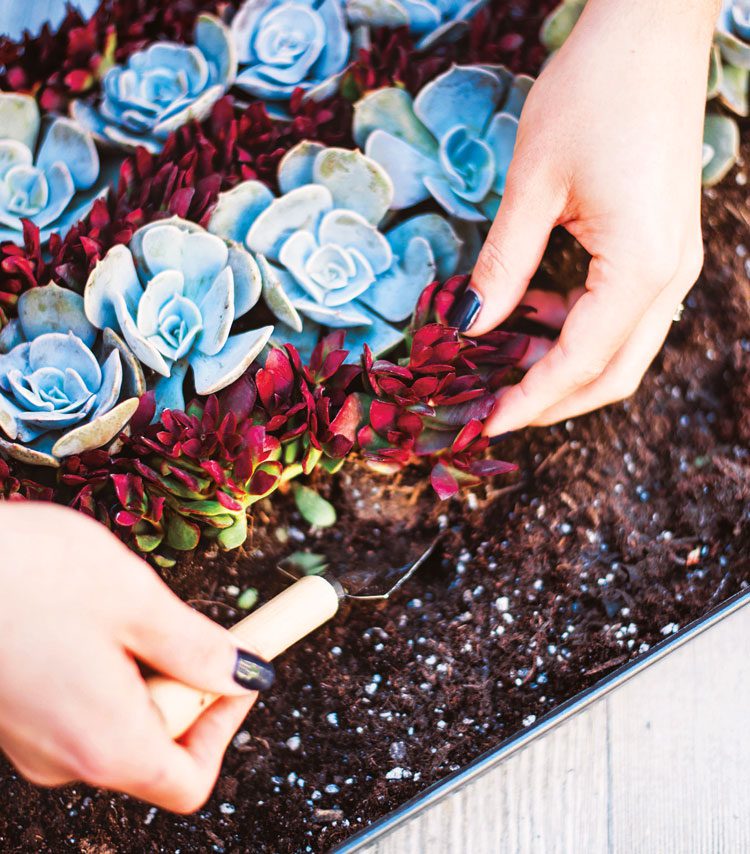 woman planting succulents in rows for DIY succulent art