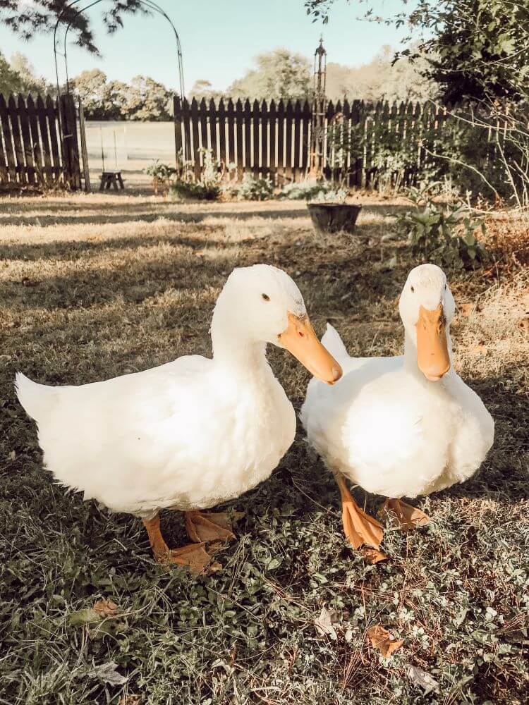 Two Pekin ducks sit in the home's garden.