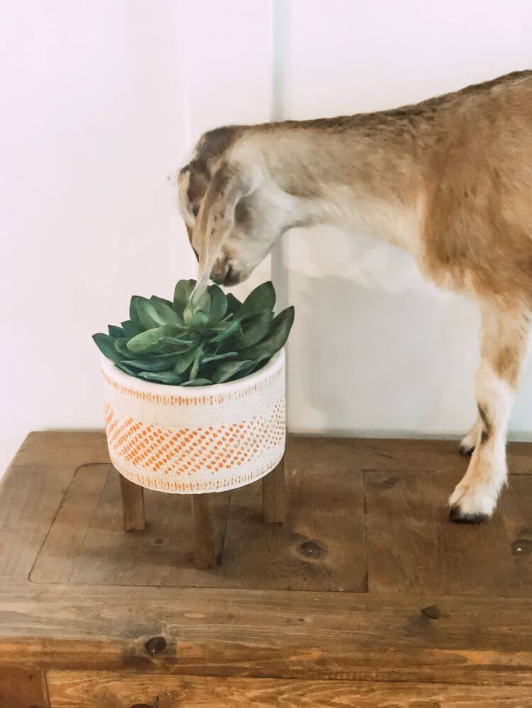 A baby goat stands on a bench to eat a tiny succulent