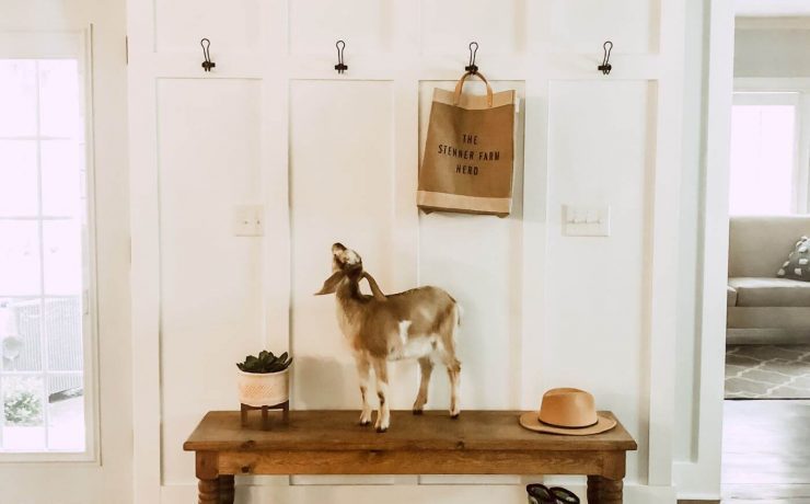A baby goat looks up at the complete board and batten mudroom wall
