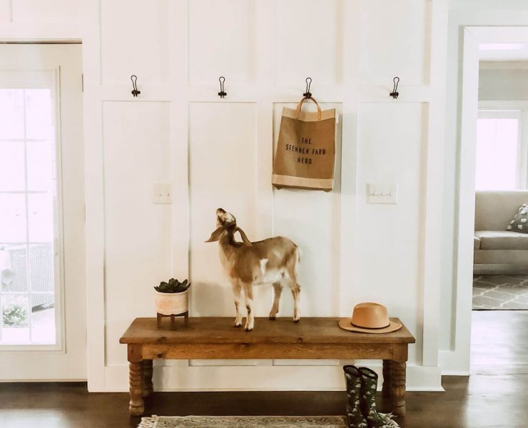 A baby goat looks up at the complete board and batten mudroom wall