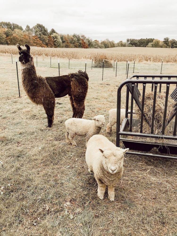 Three babydoll sheep hang out with a llama at a feeding trough with gorgeous fall colors and fields of wheat in the distance.