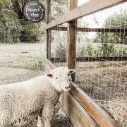 A babydoll sheep stands beside a fence looking back at the hobby farm.