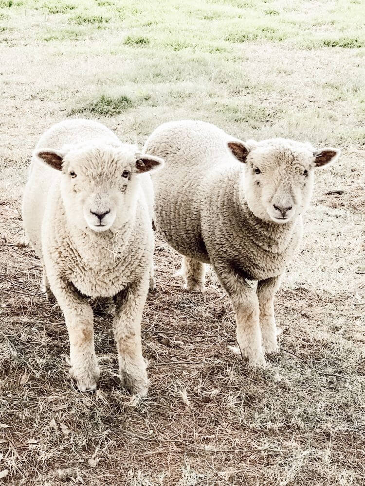 Two babydoll sheep stand together on the hobby farm.