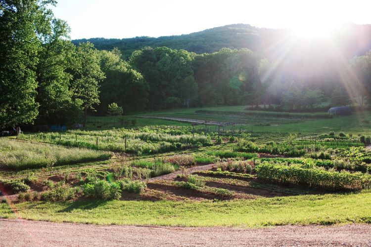 Farm plots of berries surrounded by large trees for spring break destinations