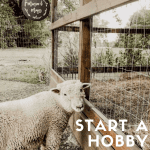 A dolly sheep outside this hobby farm
