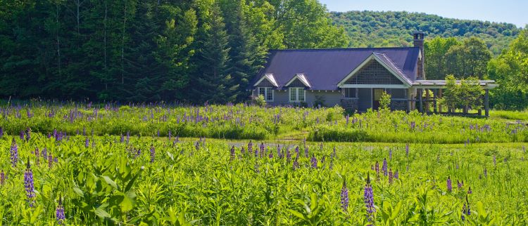 A quaint farmhouse style house surrounded by fields of violets and lilacs for spring break destinations