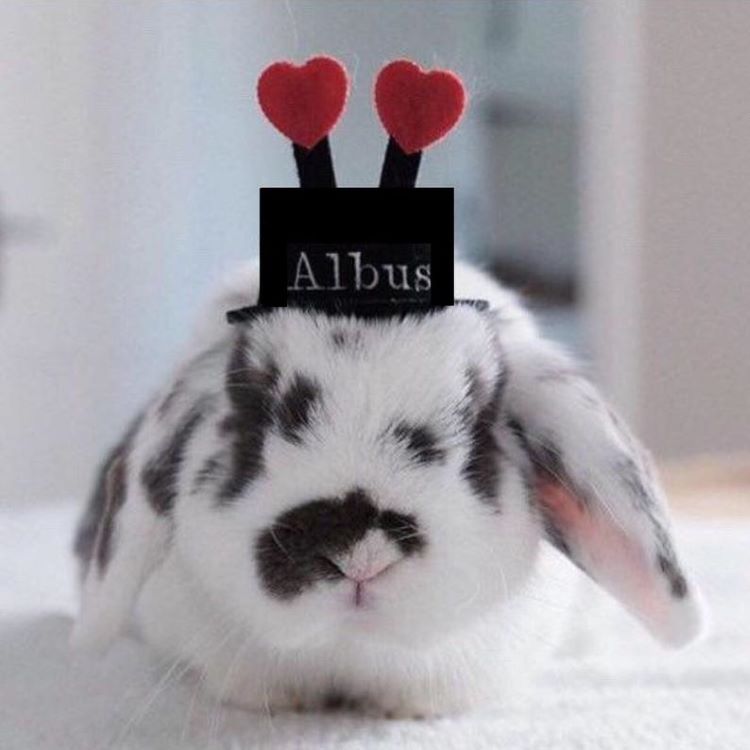 A bunny wearing a little top hat with hearts