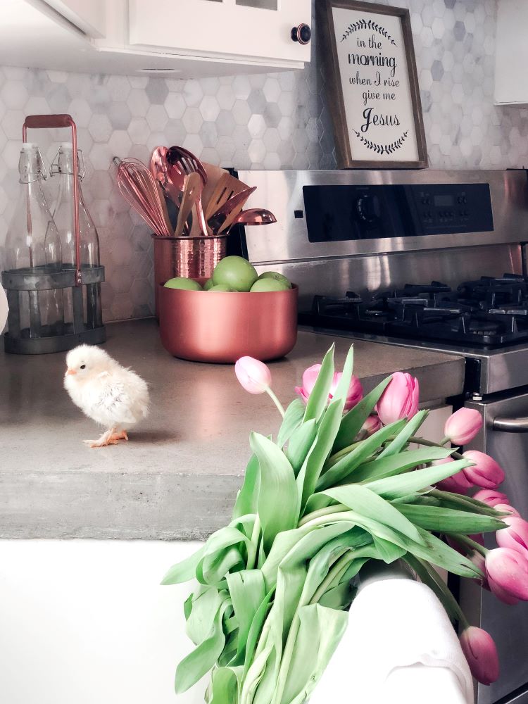 A baby chicks sits on the cement countertops in the large family kitchen