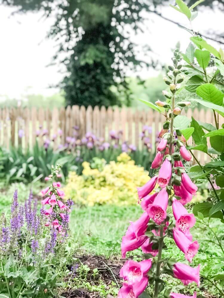 Lavender flowers in the garden of Amy’s farmhouse, which inspires her summer decor