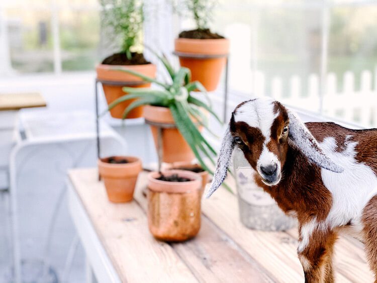 Baby goat on countertop in greenhouse