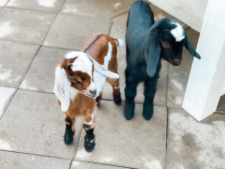 Two baby goats