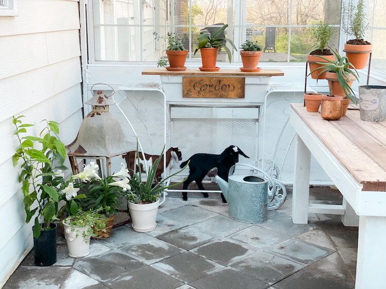 Inside of Greenhouse garden with plants and tile flooring