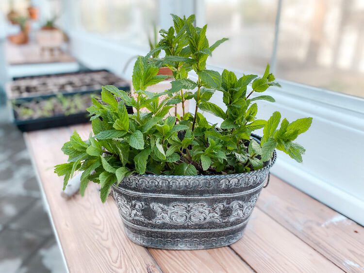 Close up of herb plant