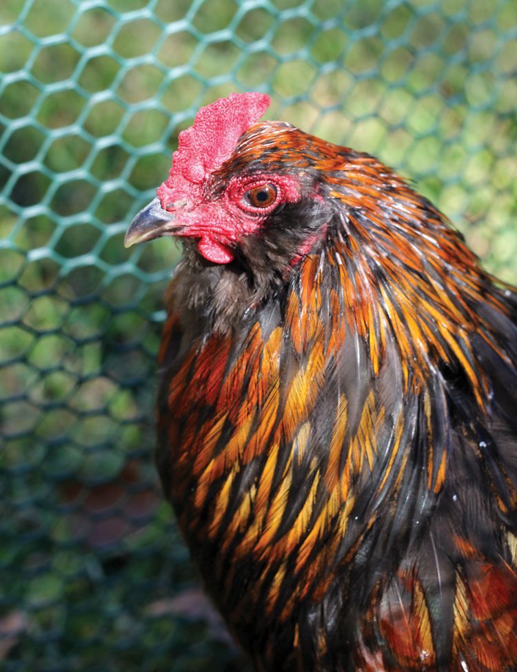 raising chickens