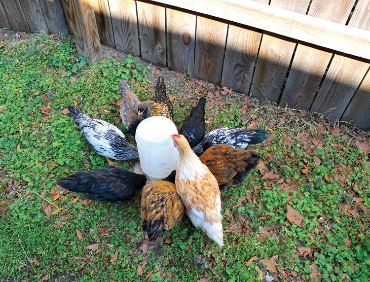 Raising Chickens