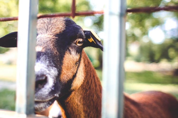 Raising goats seeing goat through fence