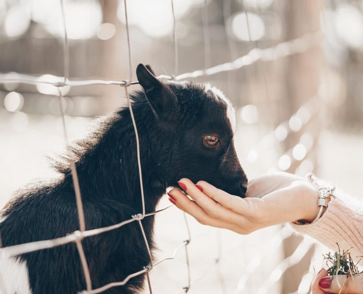 Woman feeding baby goat through fence