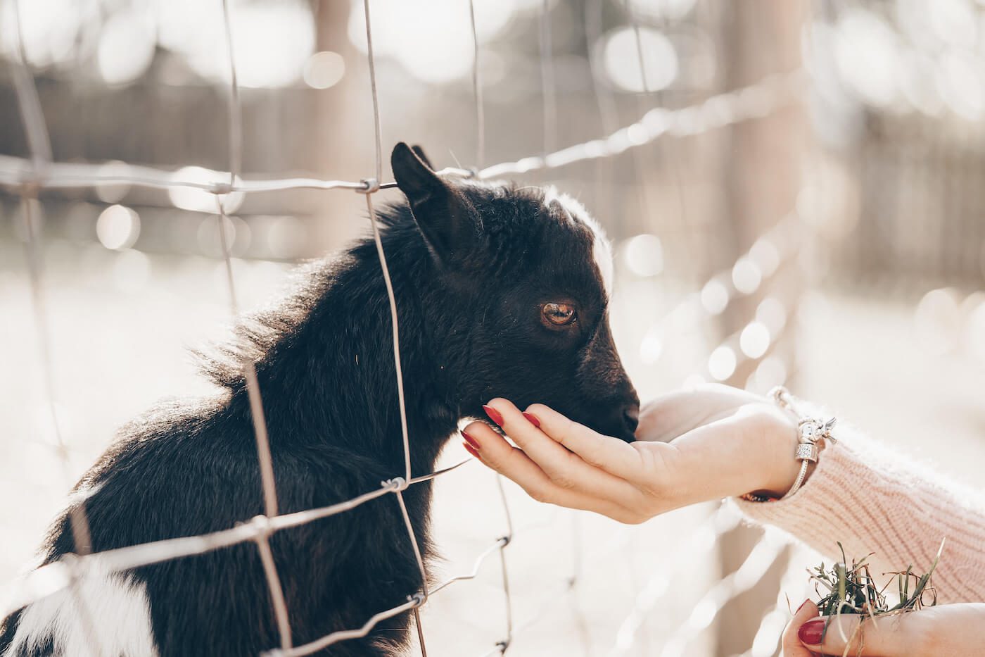 Woman feeding baby goat through fence