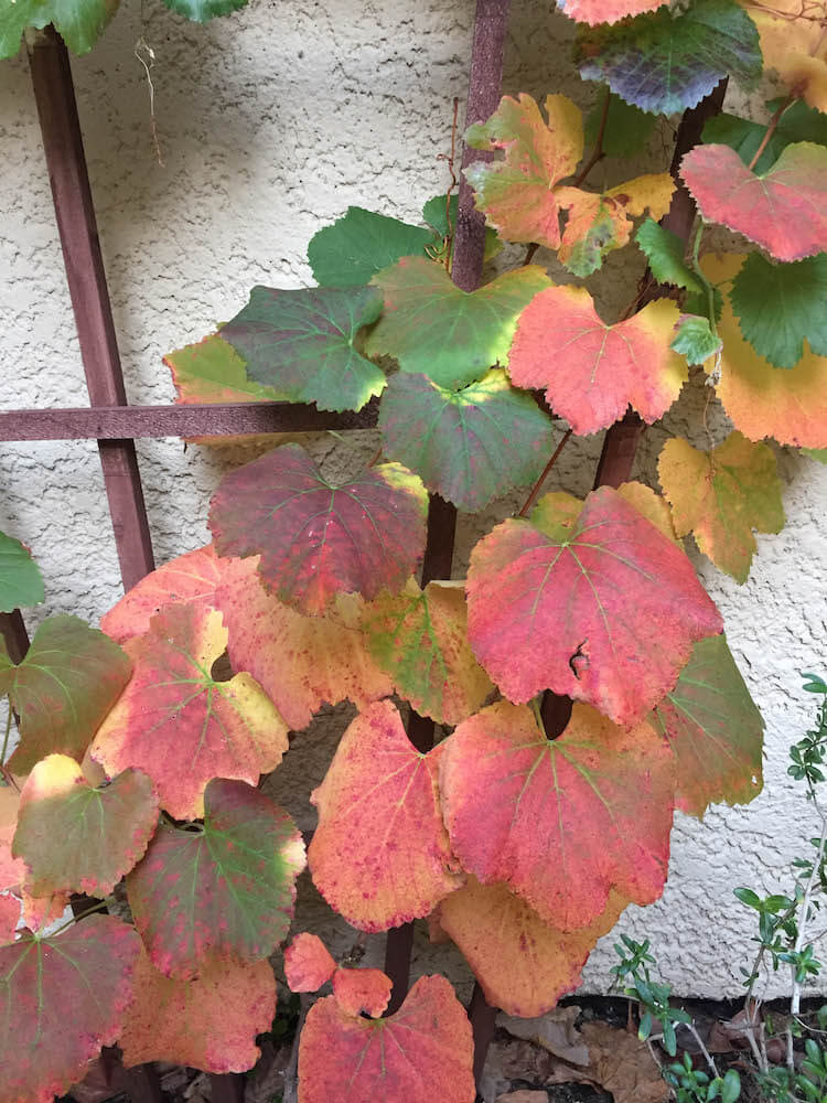 Grape leaves turning red in the fall